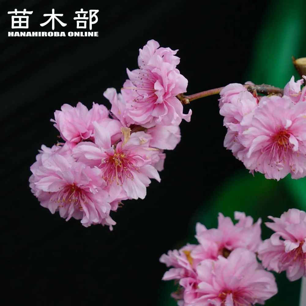 楽天市場】桃 苗木 食べられる枝垂れ花桃 【照手水密】 1年生 楽天市場】桃 苗木 食べられる枝垂れ花桃 【照手水密】 1年生