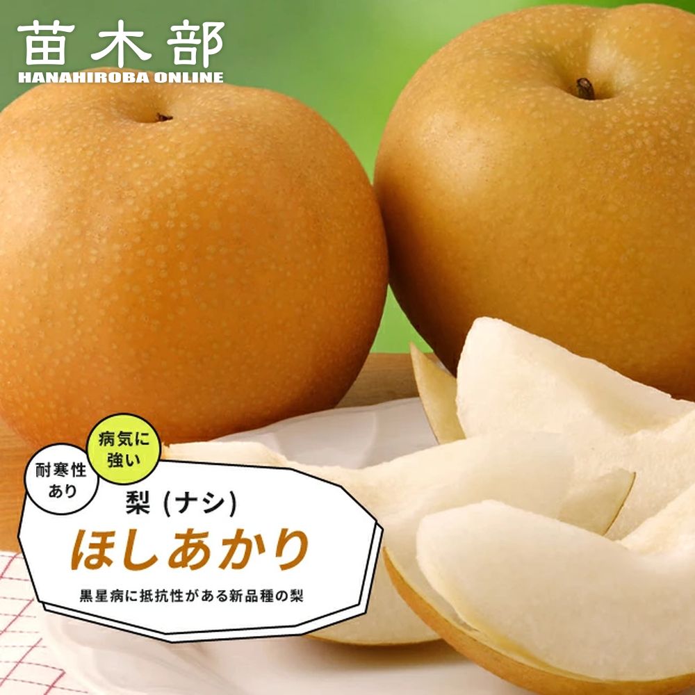 楽天市場】梨 苗木 【甘太】 3年生 接木 大苗 8号ポット 登録品種