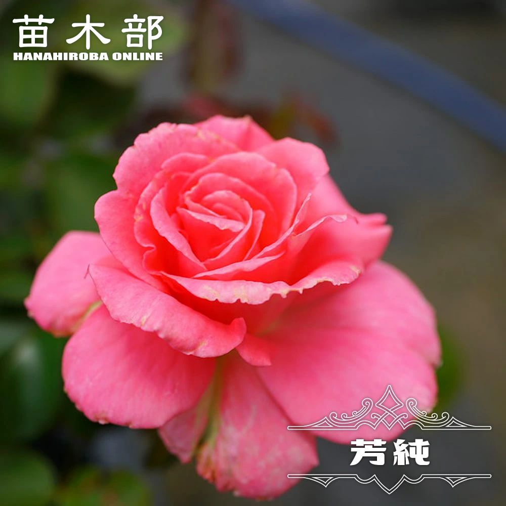 楽天市場】四季咲きバラ苗 【ザンブラ'80】 2年生大苗 : 苗木部 by