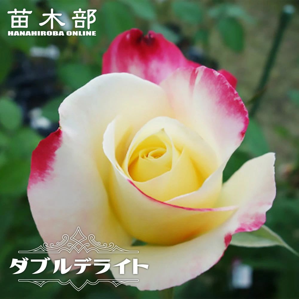 楽天市場】強香つるバラ 【ゴールデンセレブレーション】 3年生長尺1.5