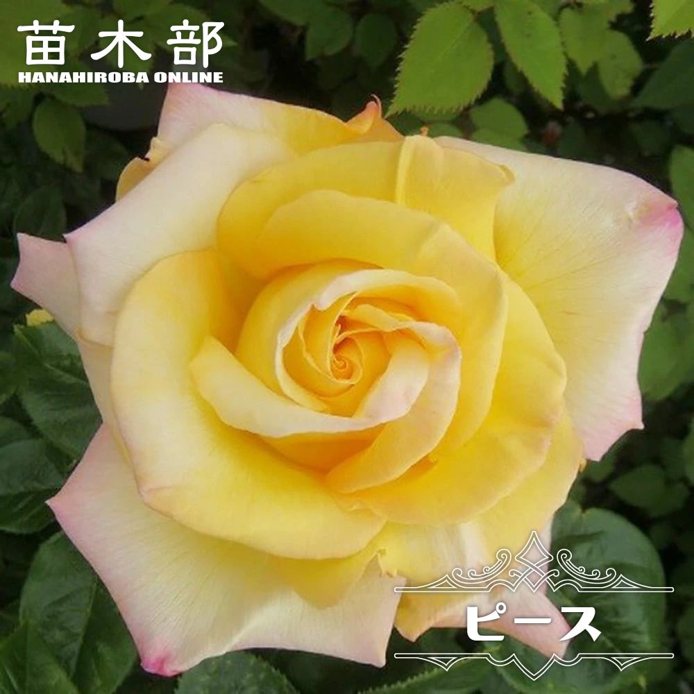 楽天市場】四季咲きバラ苗 【エリザベス】 6号ポット 2年生大苗 : 苗木