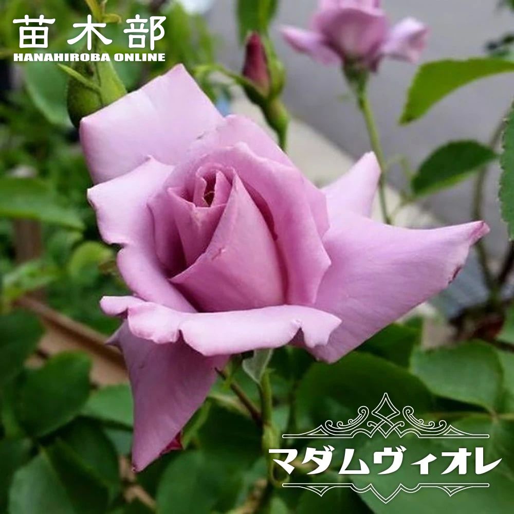 バラ苗 わ あ◯のう○ ht052_01-logo.jpg