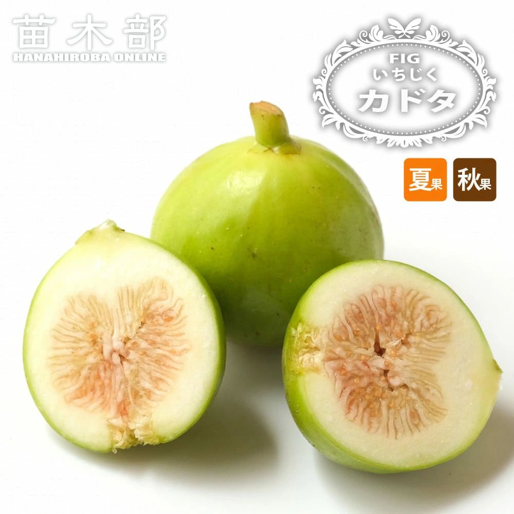 楽天市場】いちじく 【ロンドボー・デックス】 1年生苗 : 苗木部 by