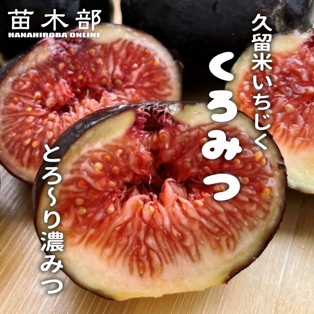 あかいし いちじく穂木9本 あかいし いちじく穂木9本 Yahoo