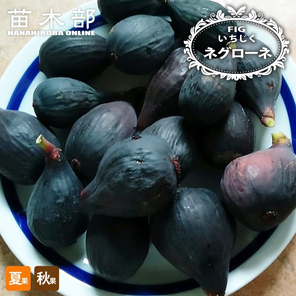 楽天市場】いちじく 【プレコス】 1年生挿し木苗 : 苗木部 by 花