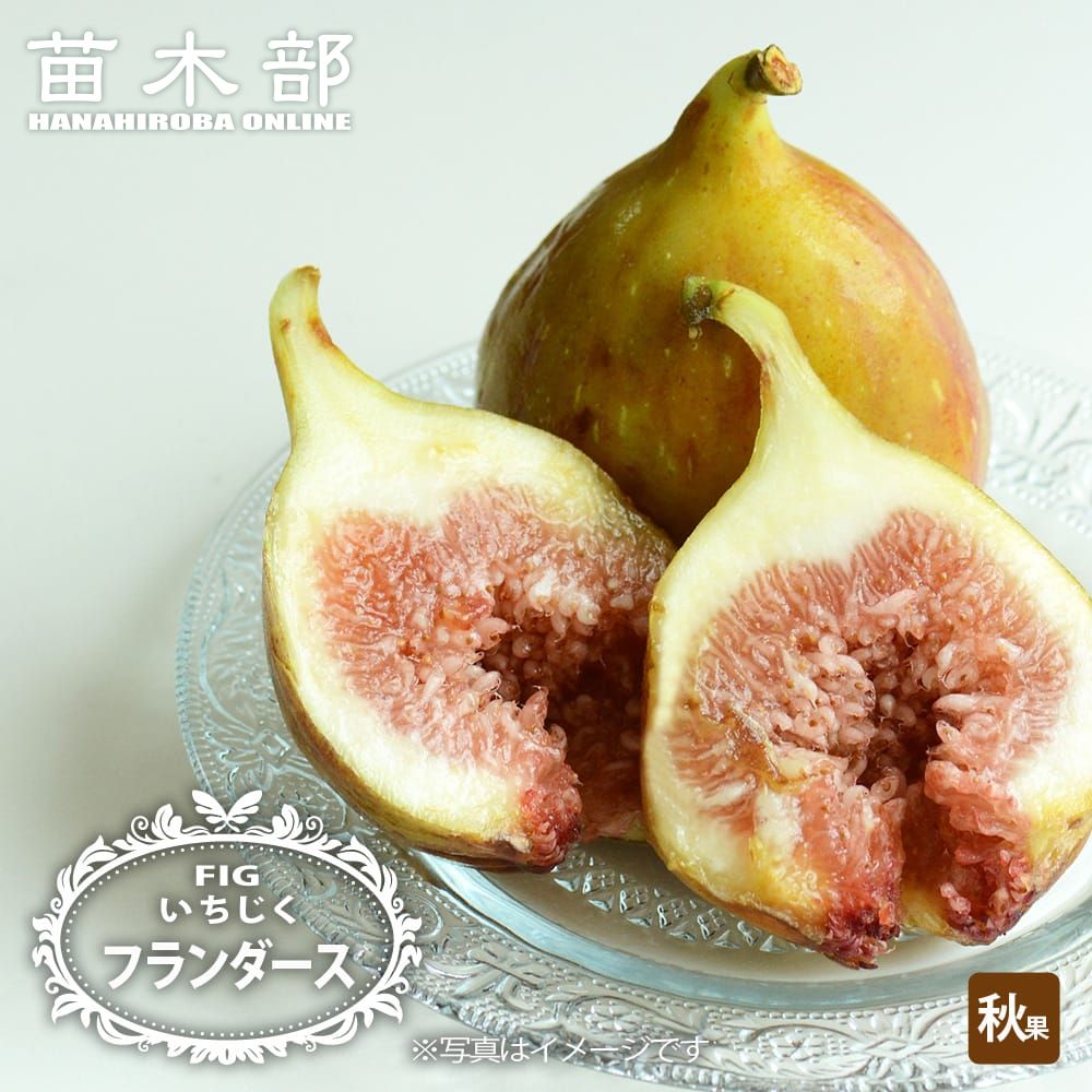 楽天市場】いちじく 【プレコス】 2年生挿し木苗 7号ロングスリット