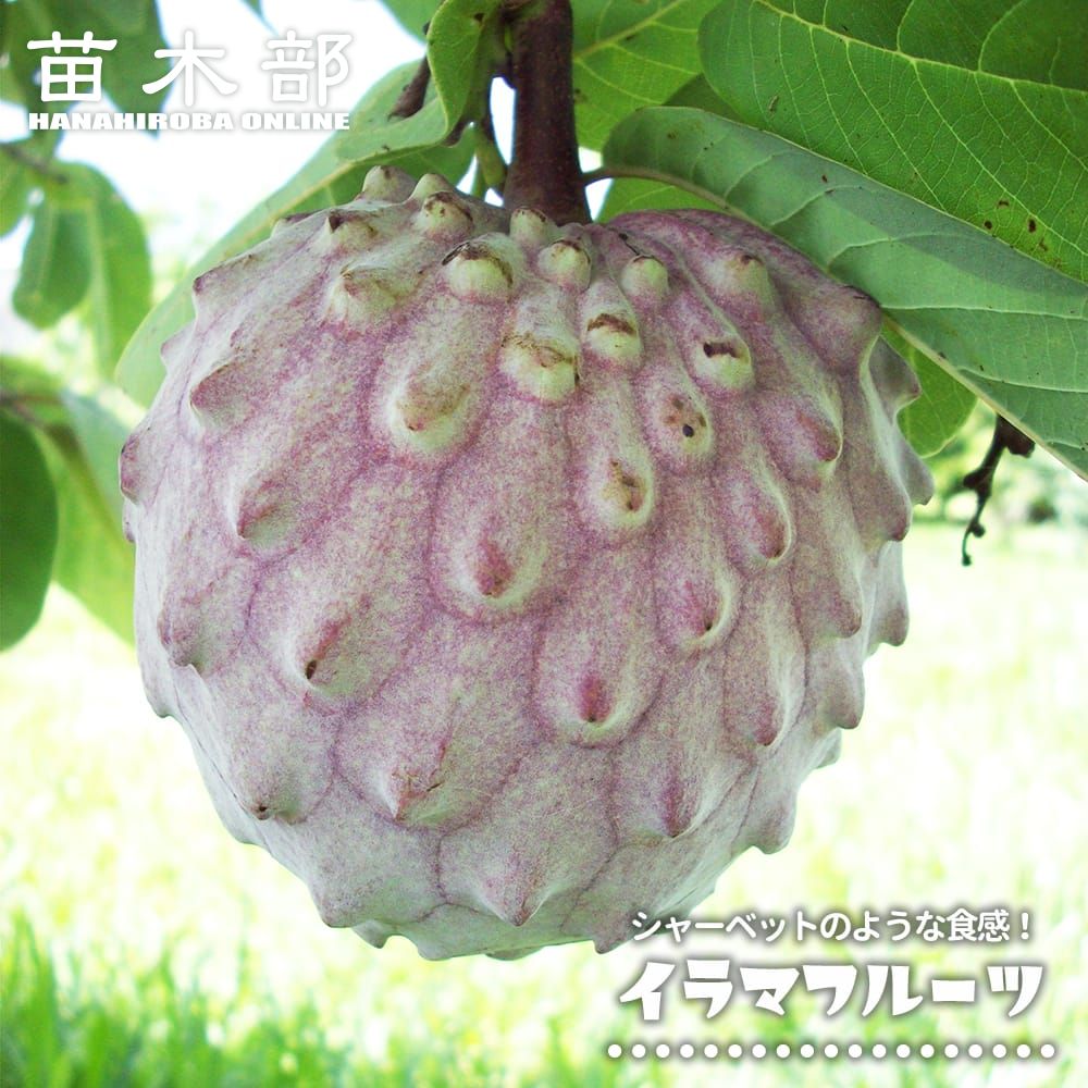 楽天市場】アテモヤ 【バーニッキ】 1年生 5号ポット接木苗 アンノナ