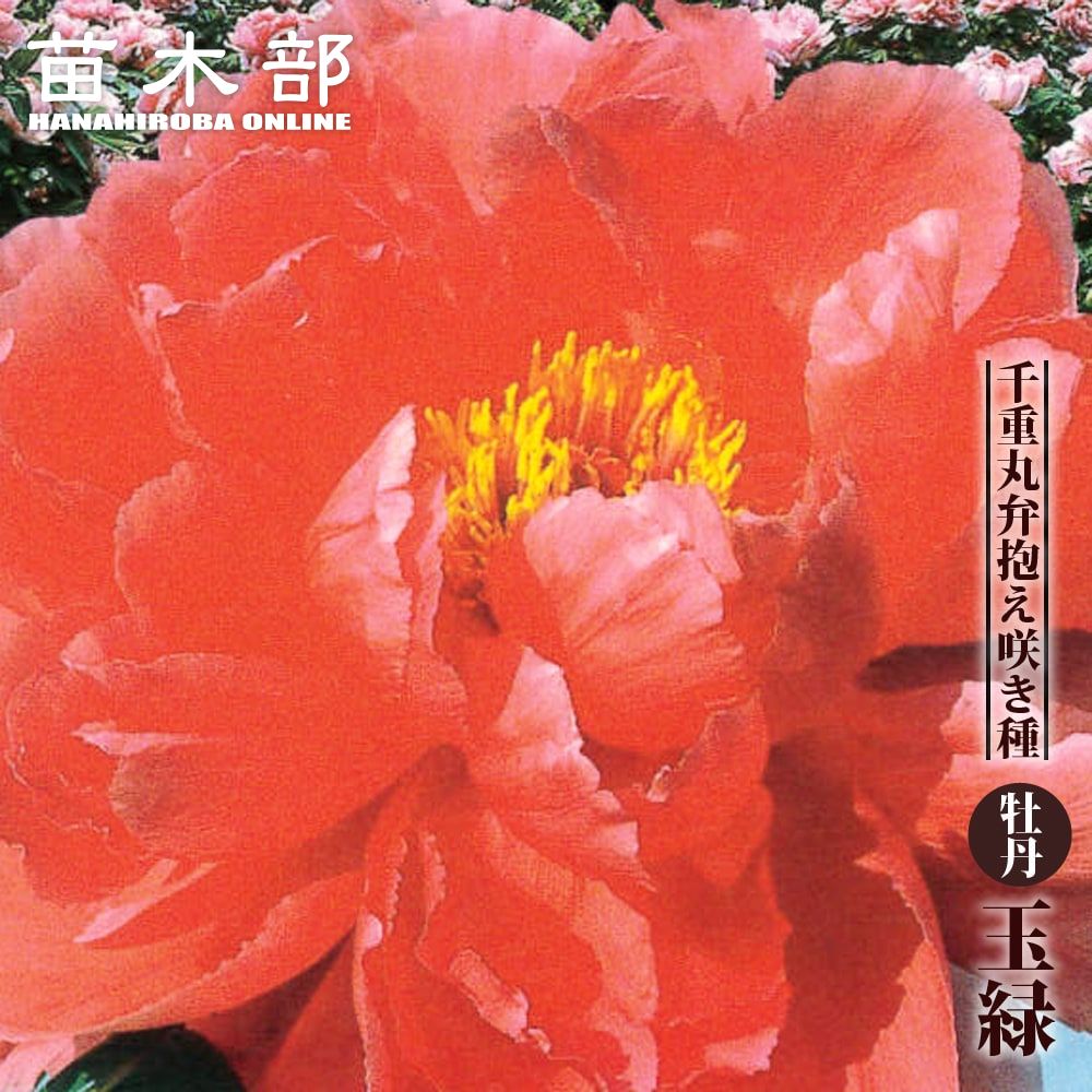 楽天市場】【新日月錦（シンジツゲツニシキ） 】（紅桃色） 牡丹 2年生