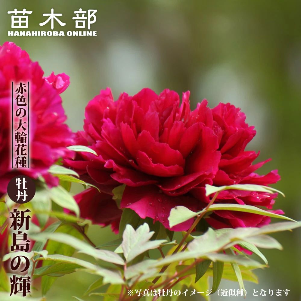 楽天市場】【ボタン属】牡丹苗 島津紅 5号ポット : 産直花だん屋