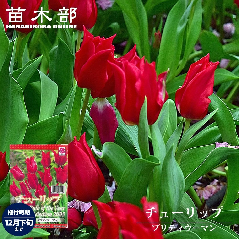 楽天市場】楽天スーパーセール対象商品 チューリップ 球根 【ず〜と