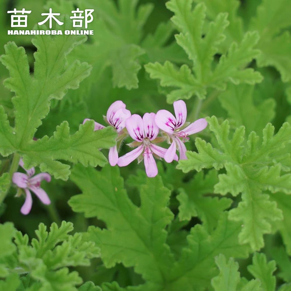 花芽付き♡アカシアブルーブッシュ　ポット鉢植え　苗木　ミモザ　庭木 花芽付き♡アカシアブルーブッシュ ポット鉢植え 苗木 ミモザ 庭木