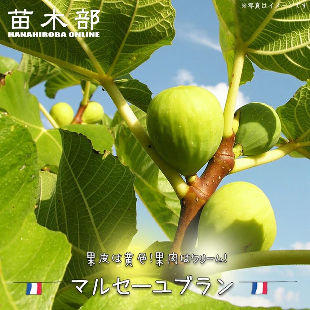 イチジクの6年目　大きな鉢付き　ブラウンターキー　大木　取りにくる方限定 楽天市場】いちじく 【ブラウンターキー】 1年生苗 【予約販売