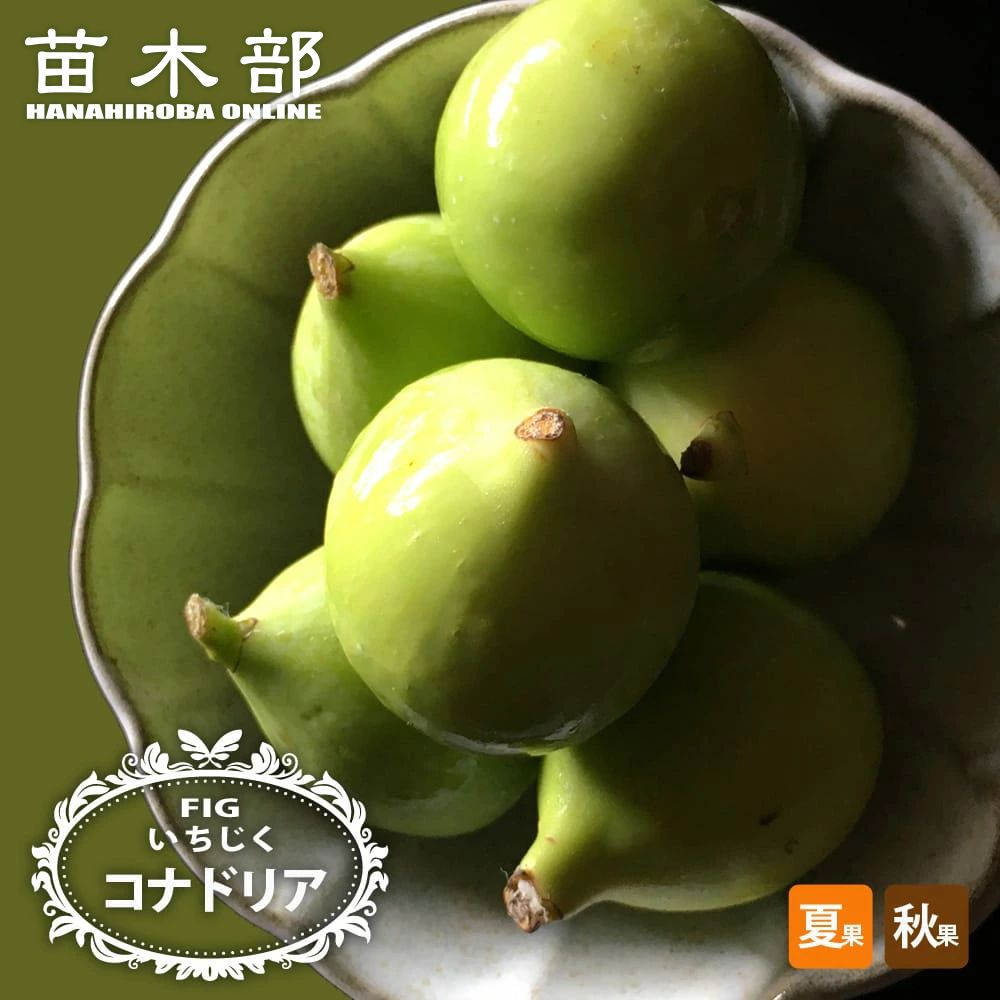 楽天市場】いちじく 【プレコス】 1年生挿し木苗 : 苗木部 by 花