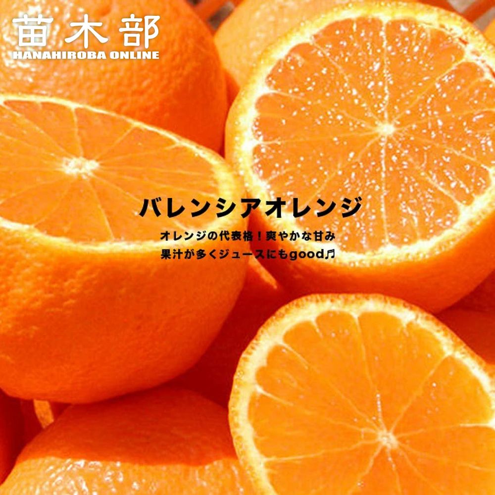 日向夏 ニューサマーオレンジ 4年生 大苗 楽天市場】ニューサマーオレンジ 苗の通販