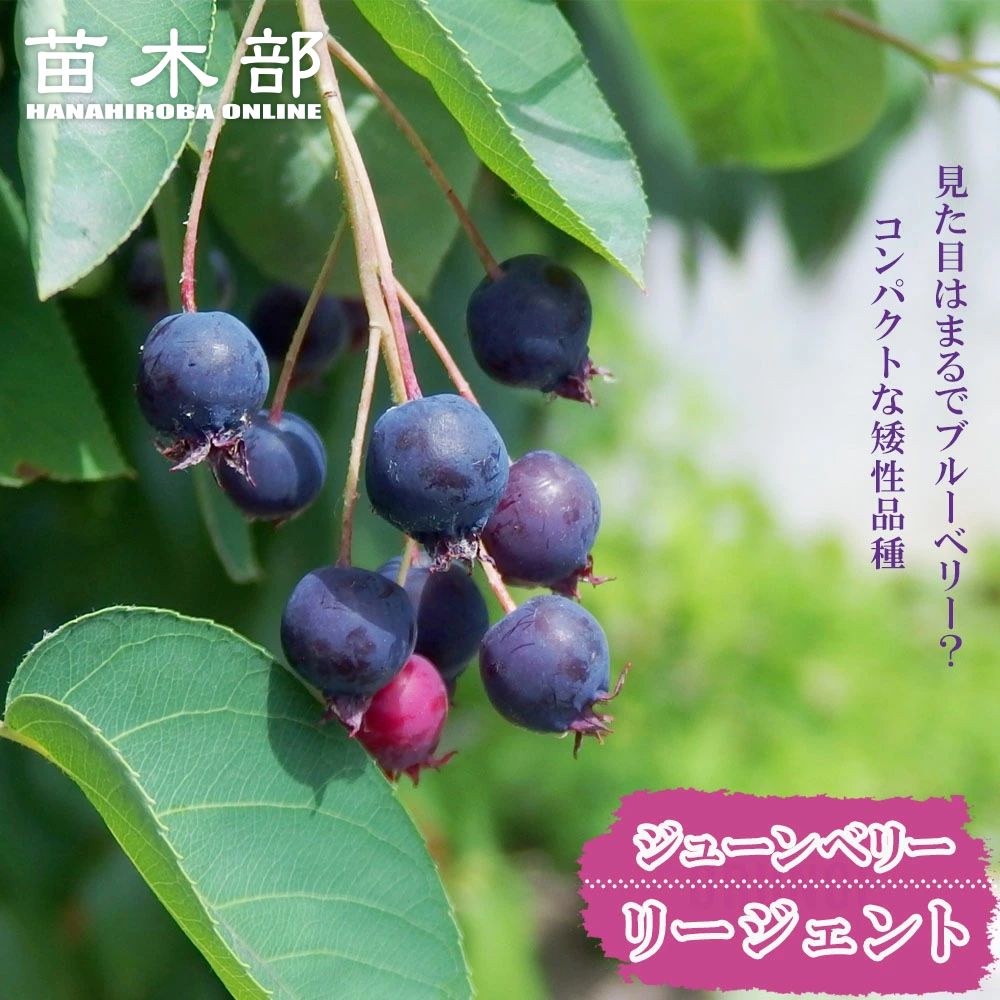 ジューンベリー　特大 ジューンベリー 株立ち 約1.5m 現品発送 特大株 植木 苗木 大苗