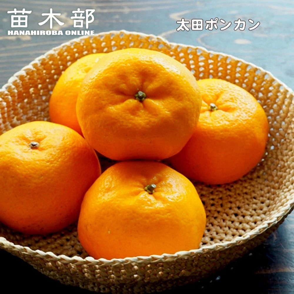 楽天市場】ポンカン 苗 【太田ポンカン】 1年生接木苗 : 苗木部 by