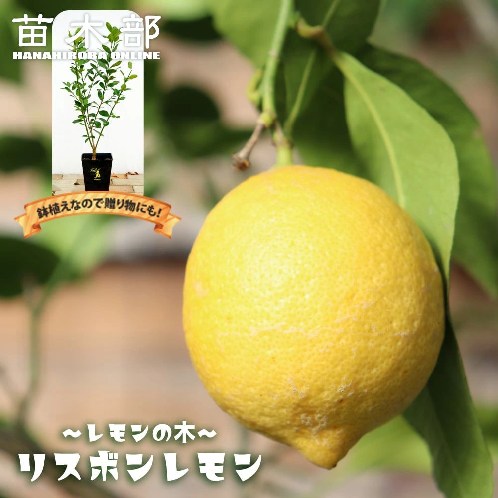 楽天市場】レモンの木 【スイートレモン】 1年生接木苗 : 苗木部 by
