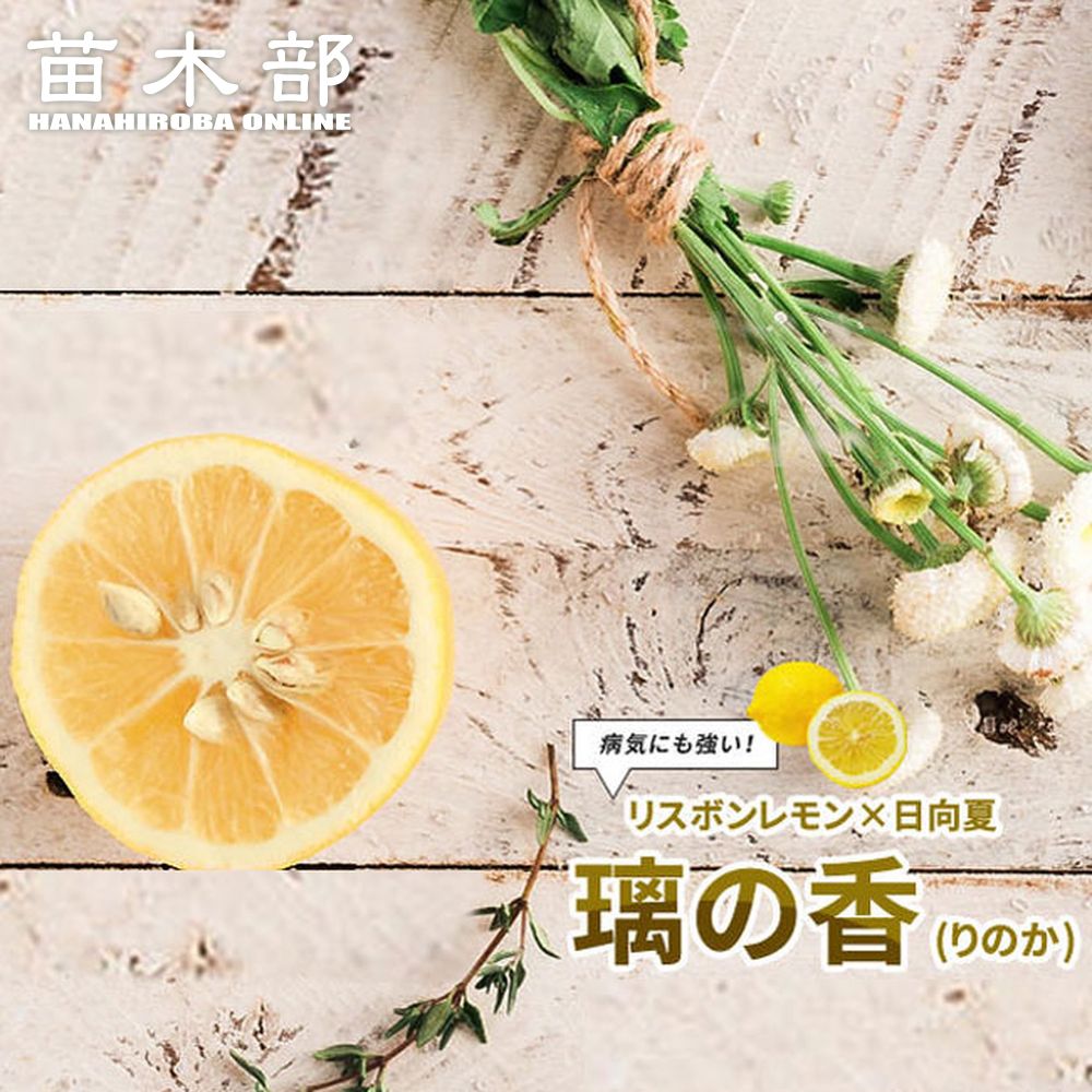 【セール・稀少】 パキスタンレモン (香水)接ぎ木2年生苗 （長レモン） 楽天市場】レモン 苗木 香水レモン（パキスタンレモン）《果樹苗