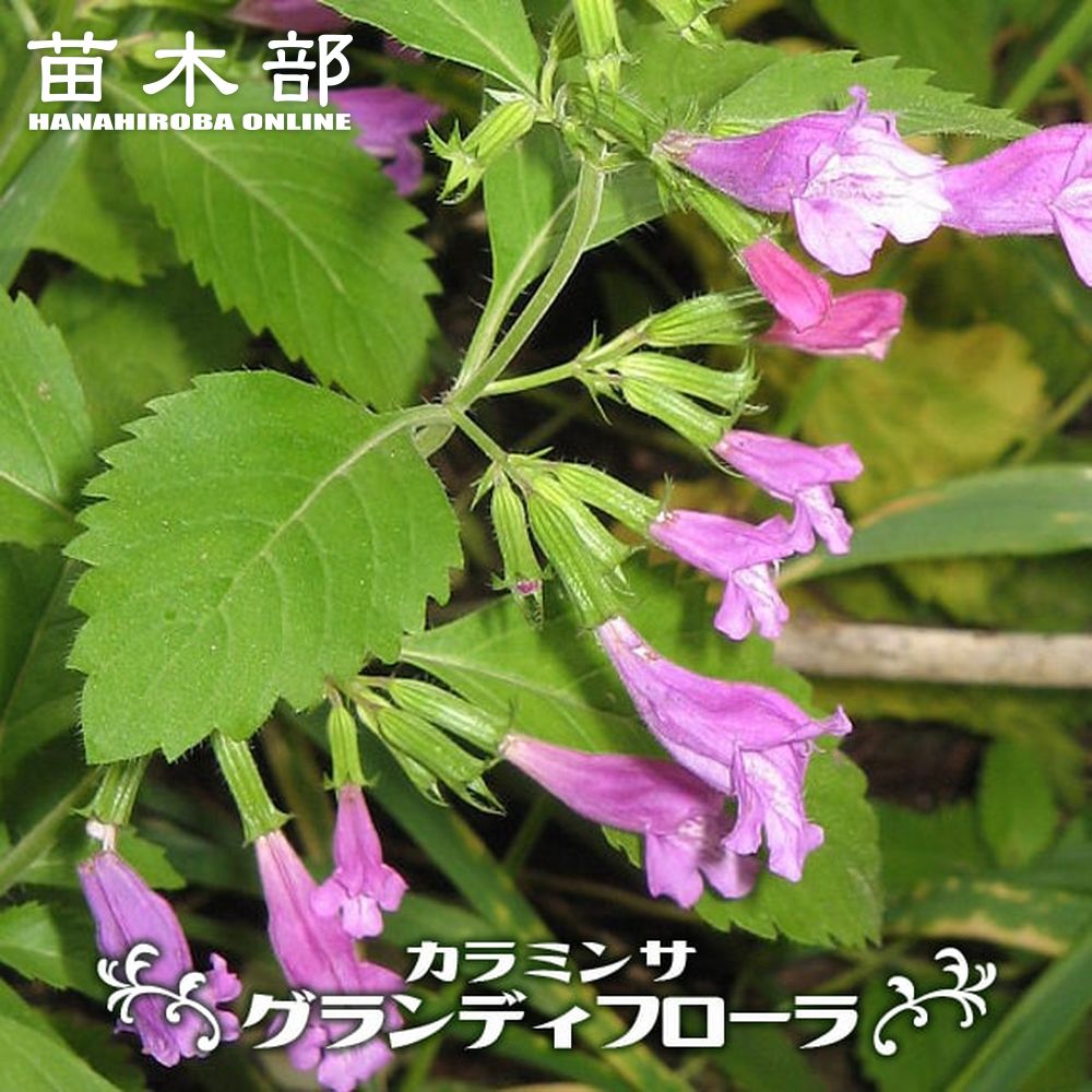 カラミンサ苗 imgrc0114904389.jpg