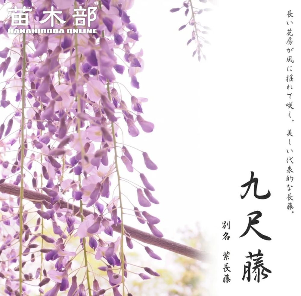 楽天市場】花藤 【野田藤】 2年生 接木 6号ポット苗 : 苗木部 by 花