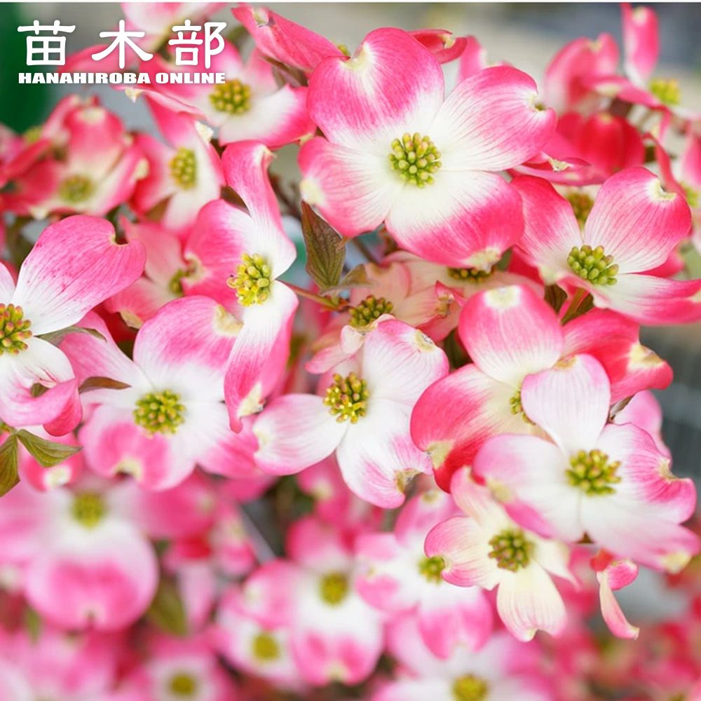 楽天市場】ハナミズキ2025年開花苗4種類のハナミズキが楽しめます