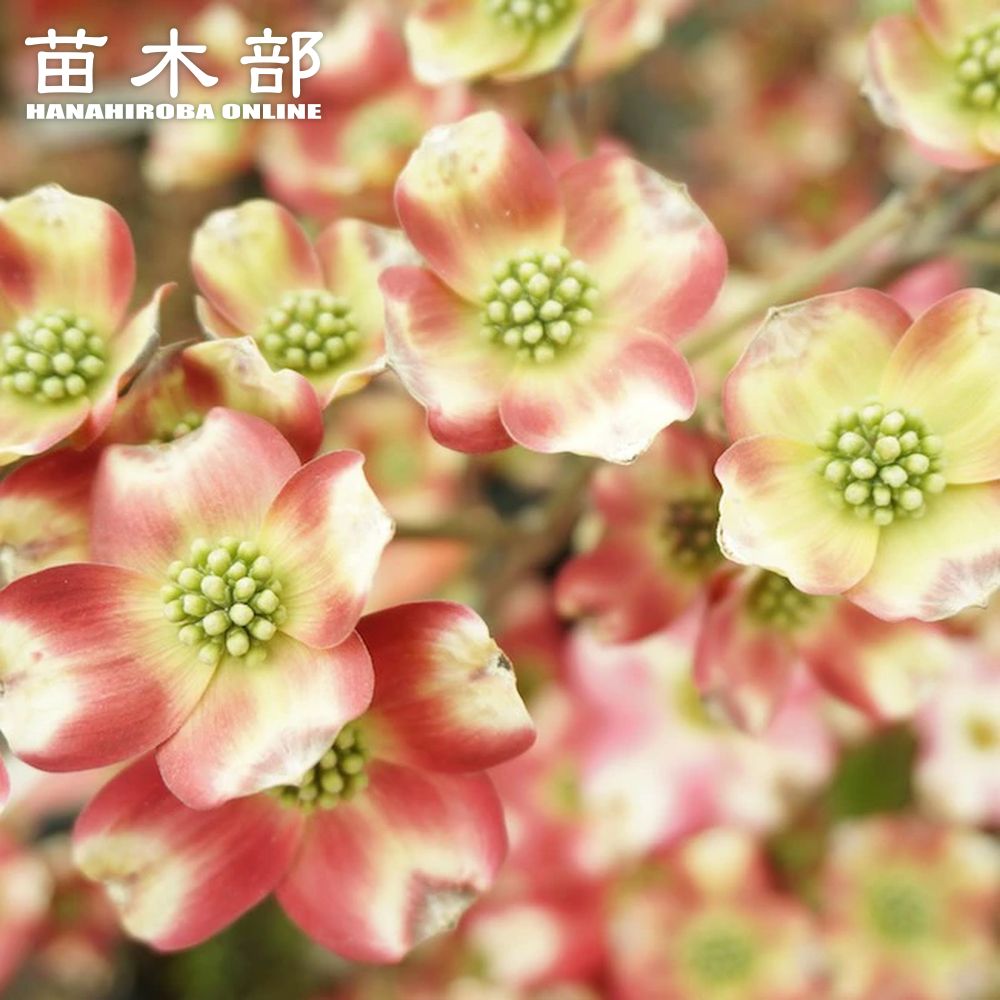 Hilo Beauty５号鉢挿し木三叉 楽天市場】蛸墨族 タコエギ ホワイトグロー 3.5号 35g 船タコ