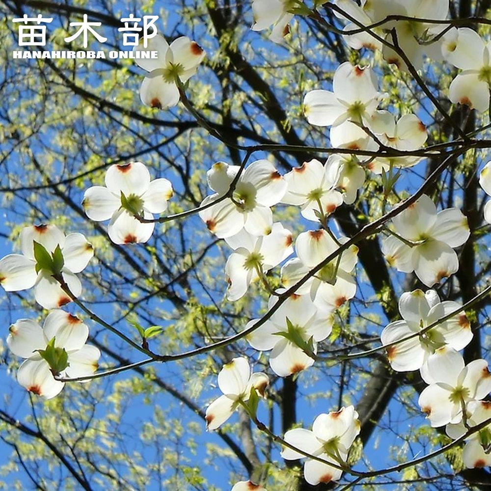 ハナミズキ　赤　白　実10粒ずつ　予約販売 ハナミズキ 赤 白 実10粒ずつ 予約販売 ハナミズキ 赤 白 実10粒ずつ