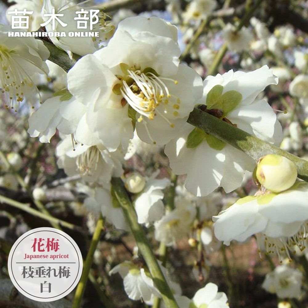 枝垂れ梅　白花　(引き取り※配達可能) imgrc0138666501.jpg