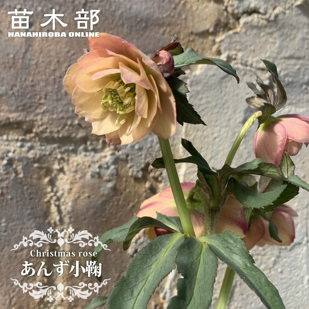 楽天市場】3月3日20時からのセール対象商品 【グレイスプリマドレス