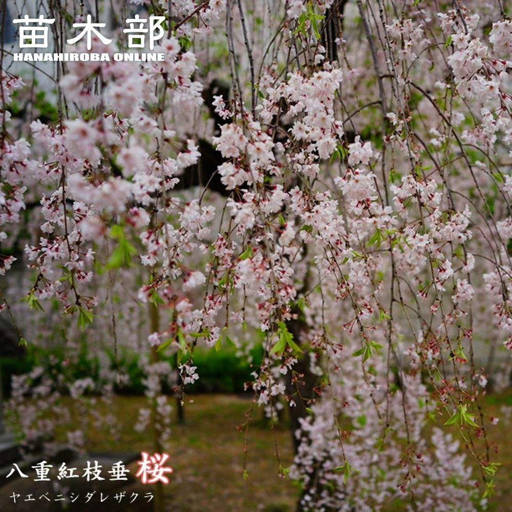 楽天市場】しだれ桜 【雨情枝垂れ桜 （うじょうしだれ）】 1年生接木苗