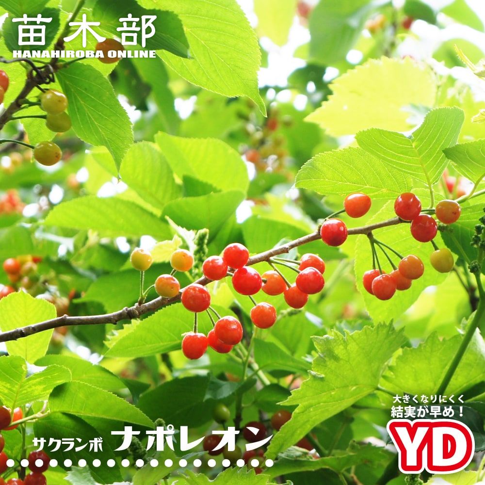 楽天市場】1本でなるさくらんぼの木 【紅きらり】 1年生接木苗 【予約