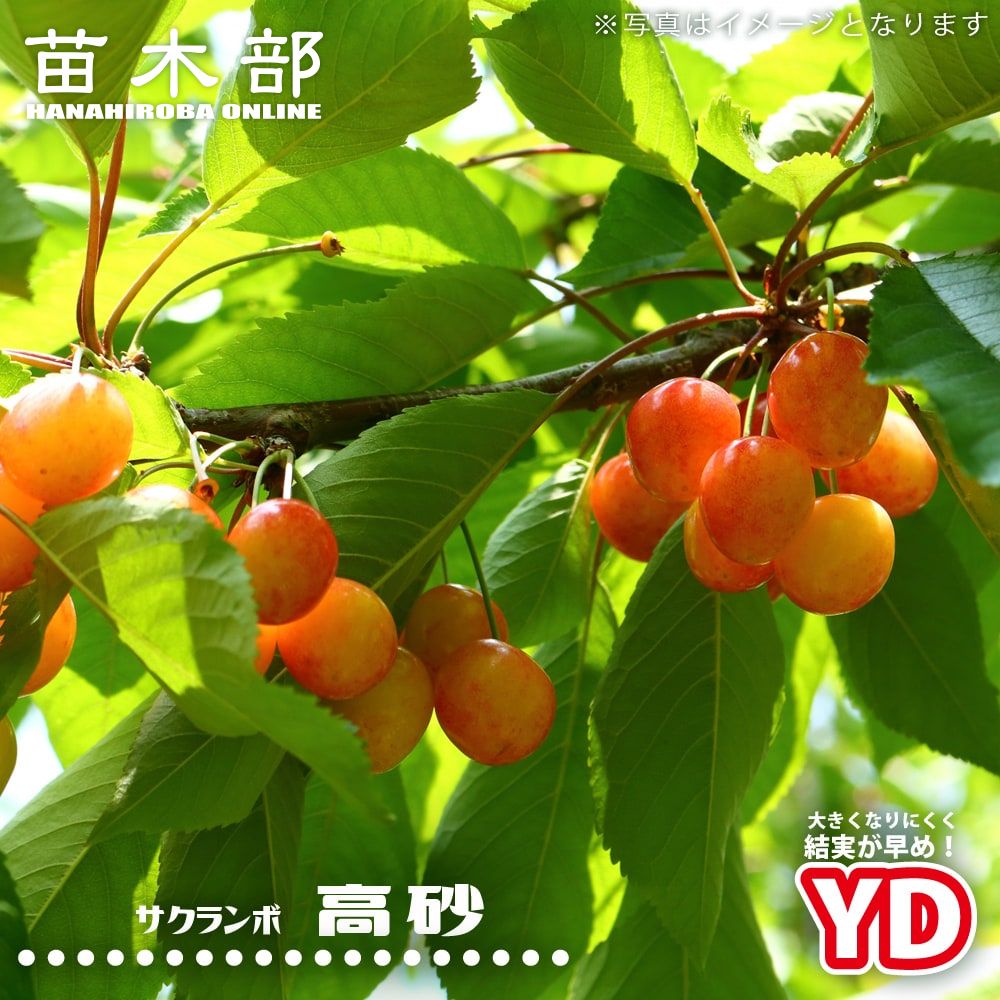 楽天市場】1本でなるさくらんぼの木 【紅きらり】 1年生接木苗 : 苗木