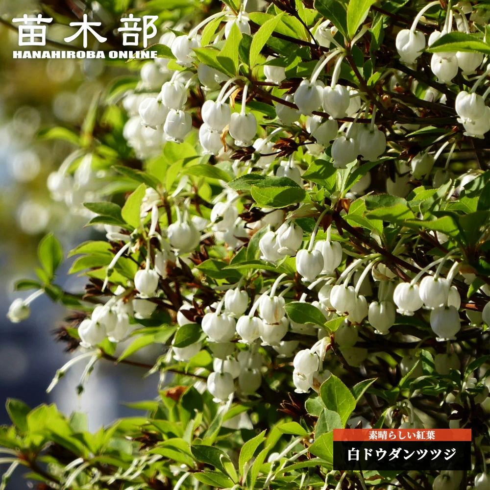 楽天市場】コバノミツバツツジ ポット苗 : 苗木部 by 花ひろばオンライン