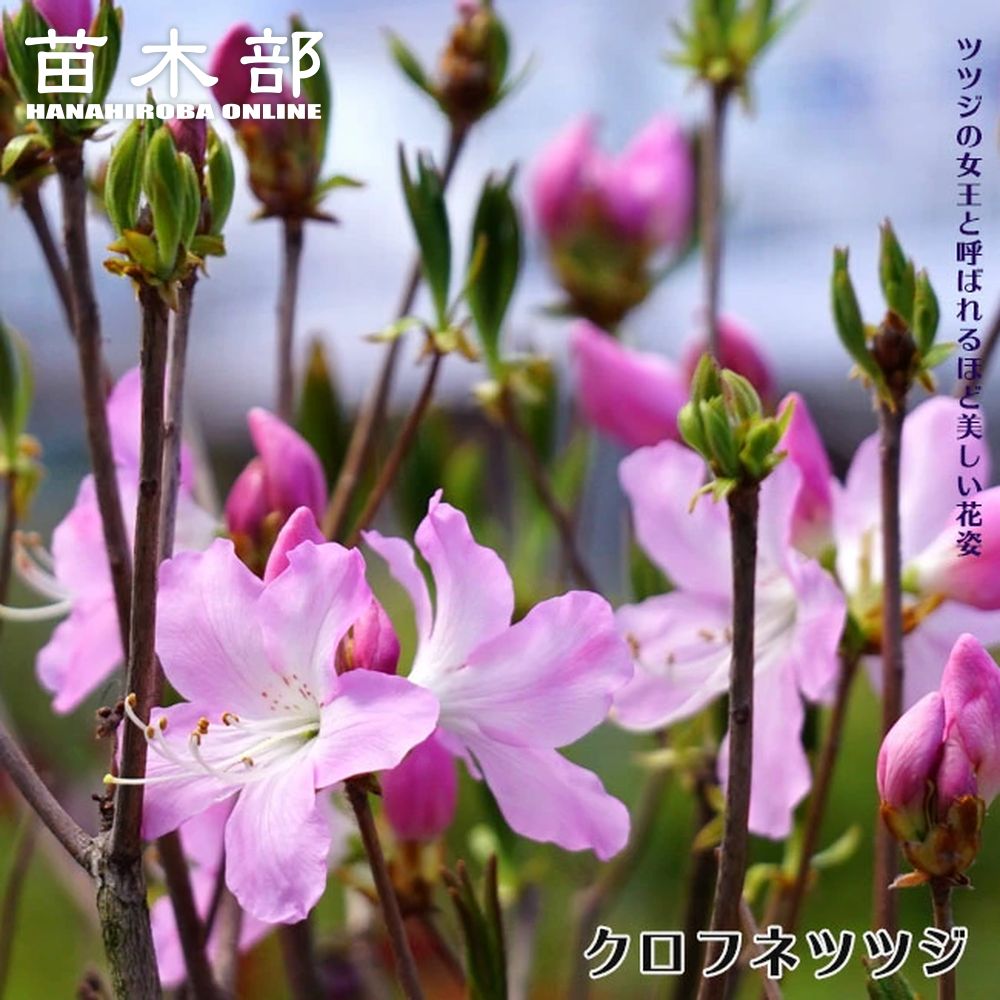 楽天市場】【現品発送】黒船ツツジ（クロフネツツジ） 苗木 樹高70cm