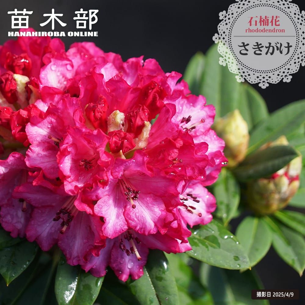 楽天市場】西洋シャクナゲ 【太陽】 5号鉢植え : 苗木部 by 花ひろば