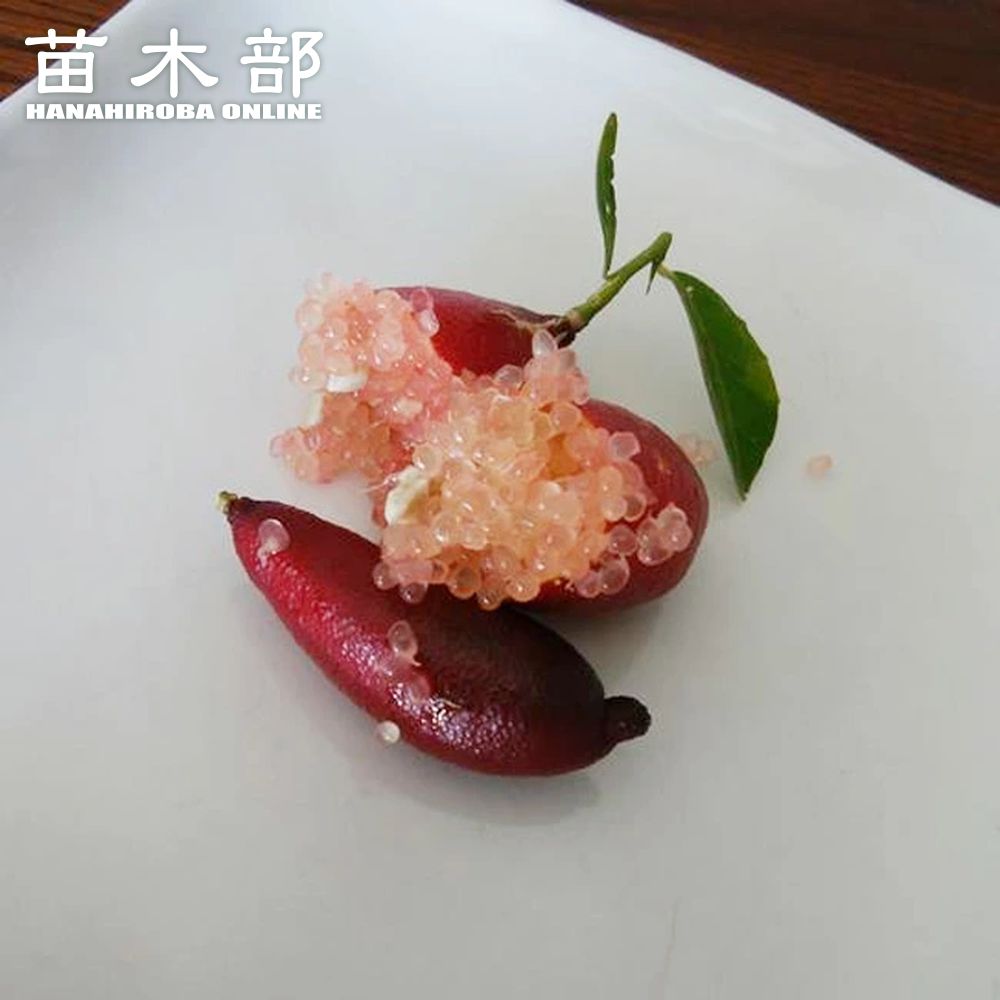 楽天市場】【現品F633】フィンガーライム「リトルビューティー」5号