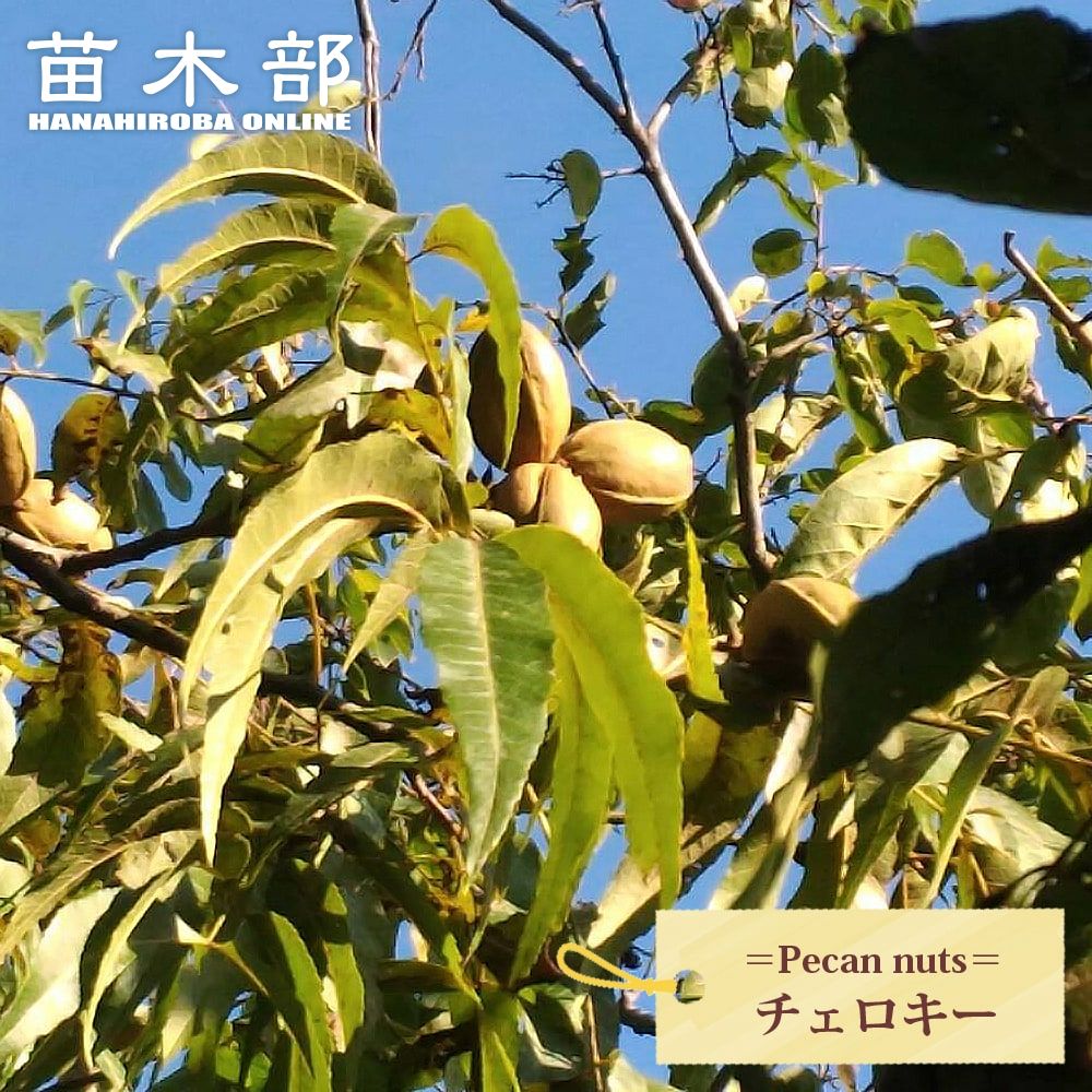 楽天市場】ペカンナッツ 【CLS-61】 3年生接木 8号ポット苗 : 苗木部