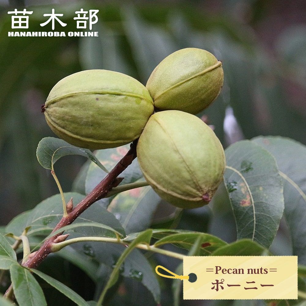 楽天市場】ペカンナッツ 【CLS-61】 3年生接木 8号ポット苗 : 苗木部