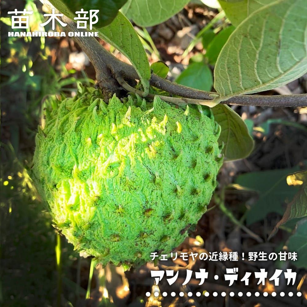 楽天市場】チェリモヤ 【レッドチェリモヤ】 接木 3-4号ポット苗