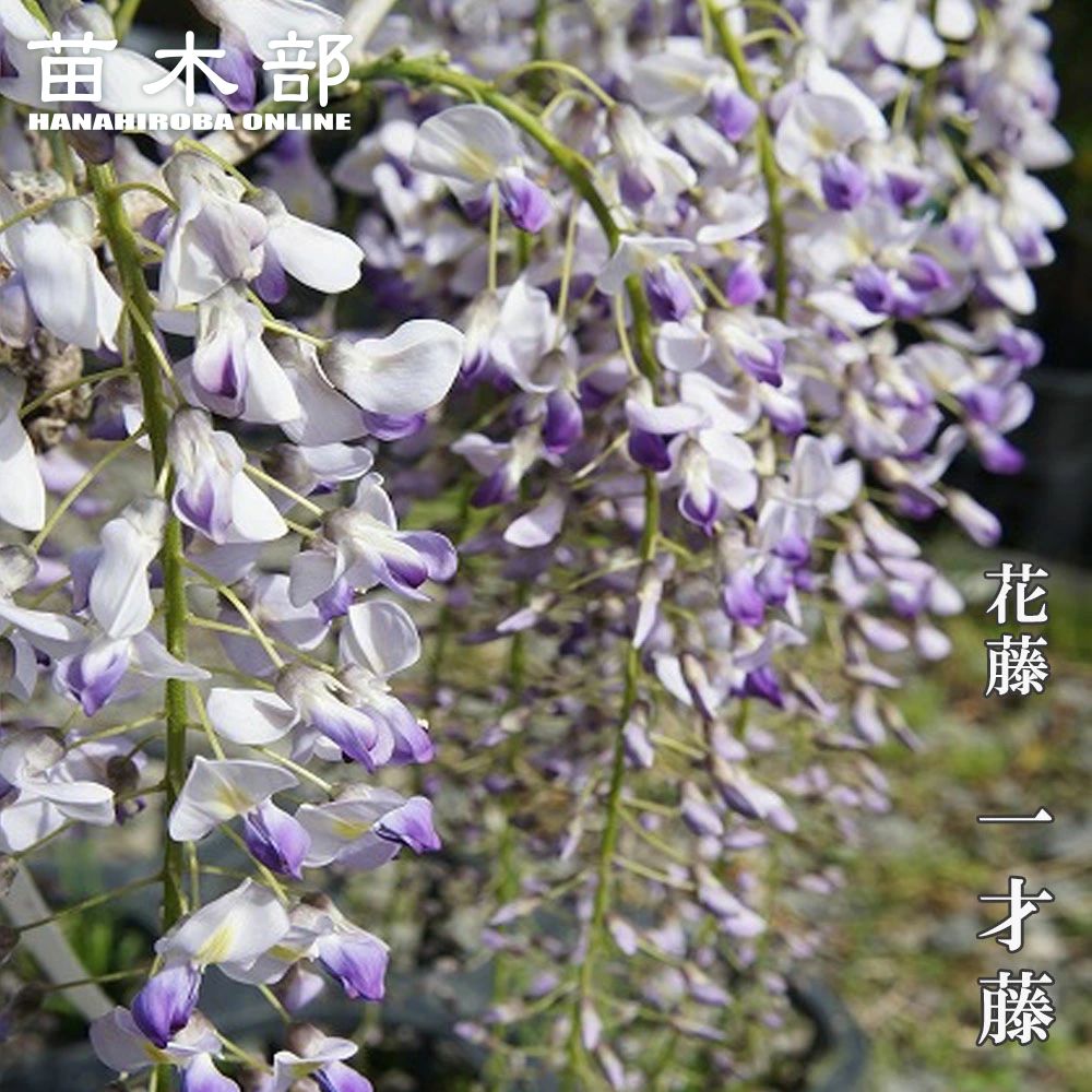 楽天市場】【フジ属】一才藤 青花 5号LLポット（接木苗） : 産直花だん屋