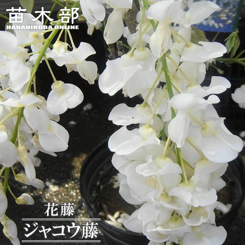 楽天市場】花藤 【野田藤】 2年生 接木 6号ポット苗 : 苗木部 by 花