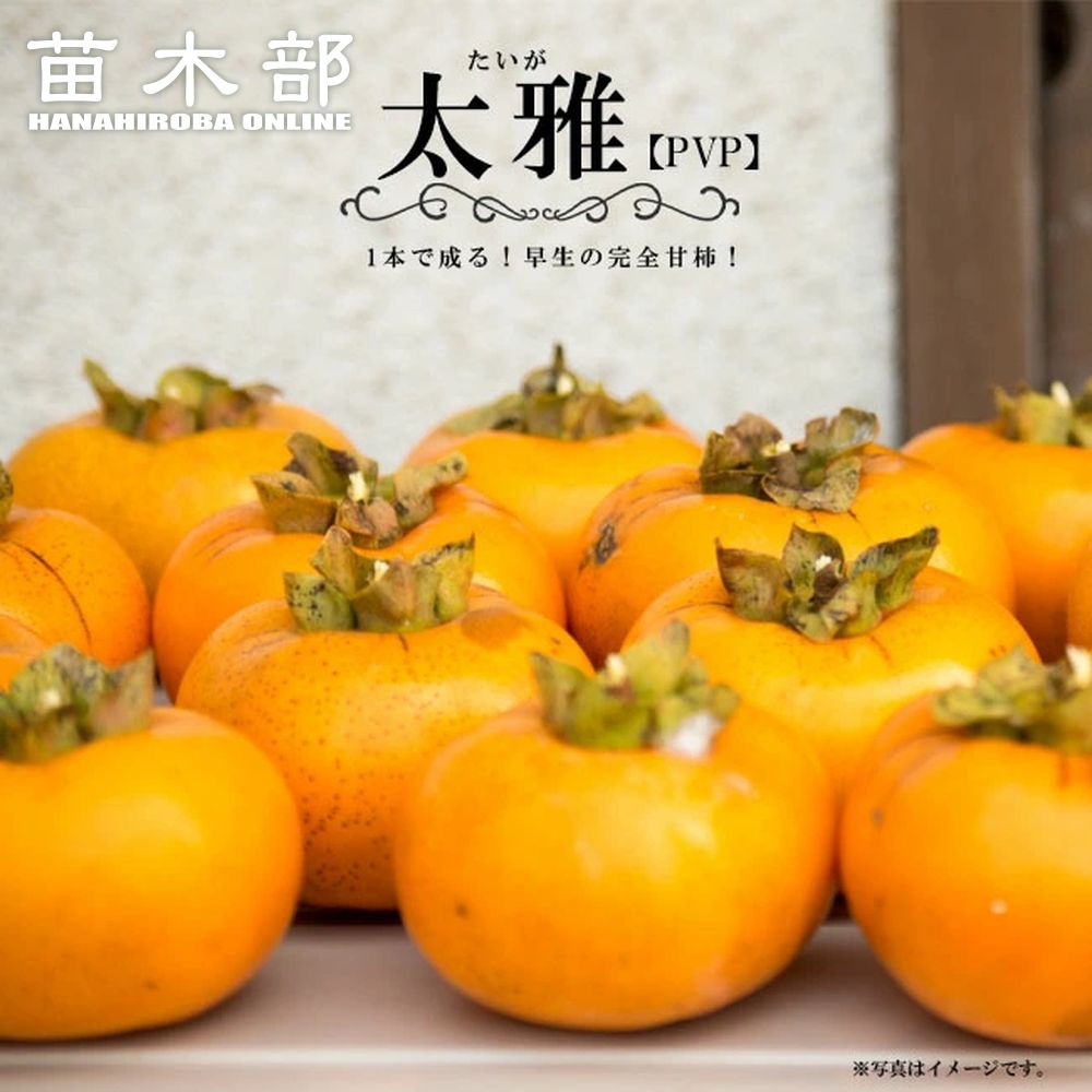 楽天市場】柿の苗木 【太雅】 完全甘柿 3年生接木大苗 1.1m苗 登録品種
