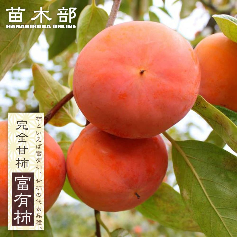 最高級、甘柿の苗木、1年生３株セット＋選べる粗品付き。送料無料。 最高級、甘柿の苗木、1年生3株セット＋選べる粗品付き。送料