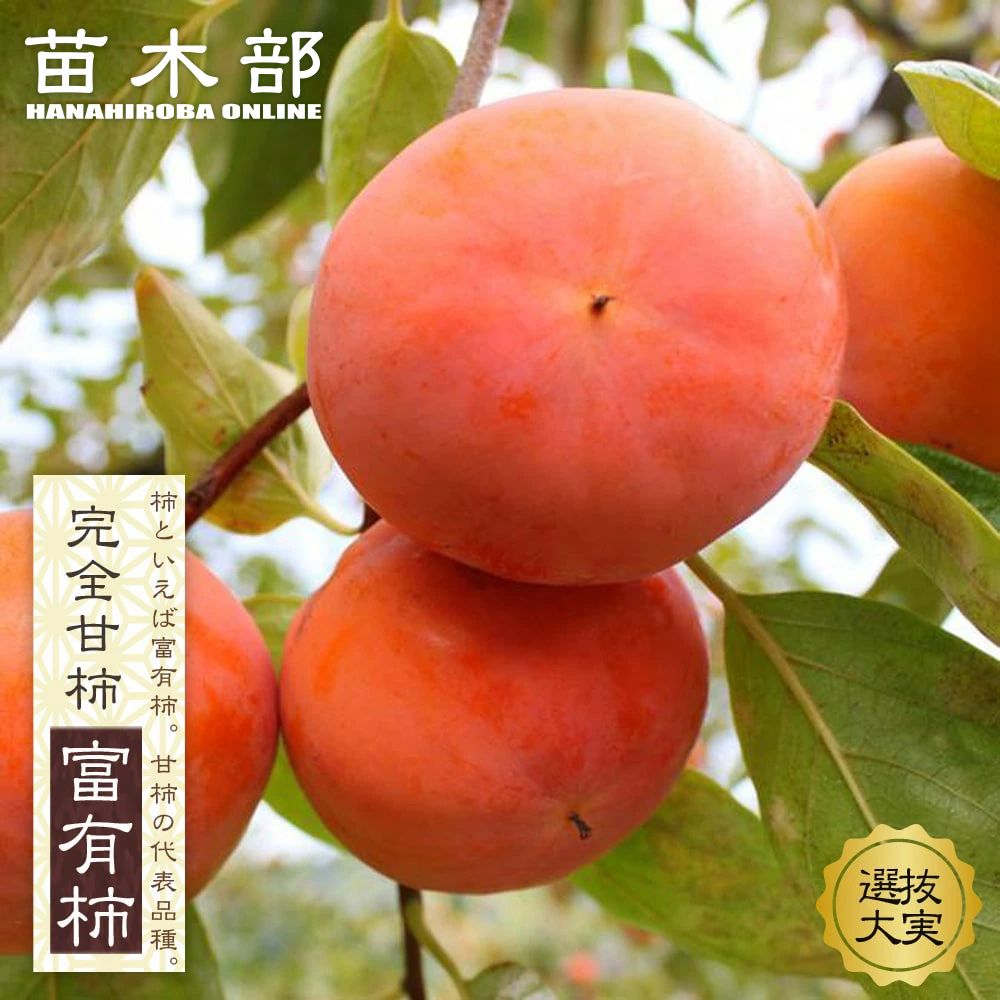 最高級、甘柿の苗木、1年生３株セット＋選べる粗品付き。送料無料。 楽天市場】柿の苗木 【太豊】 完全甘柿 3年生接木大苗 1.1m苗