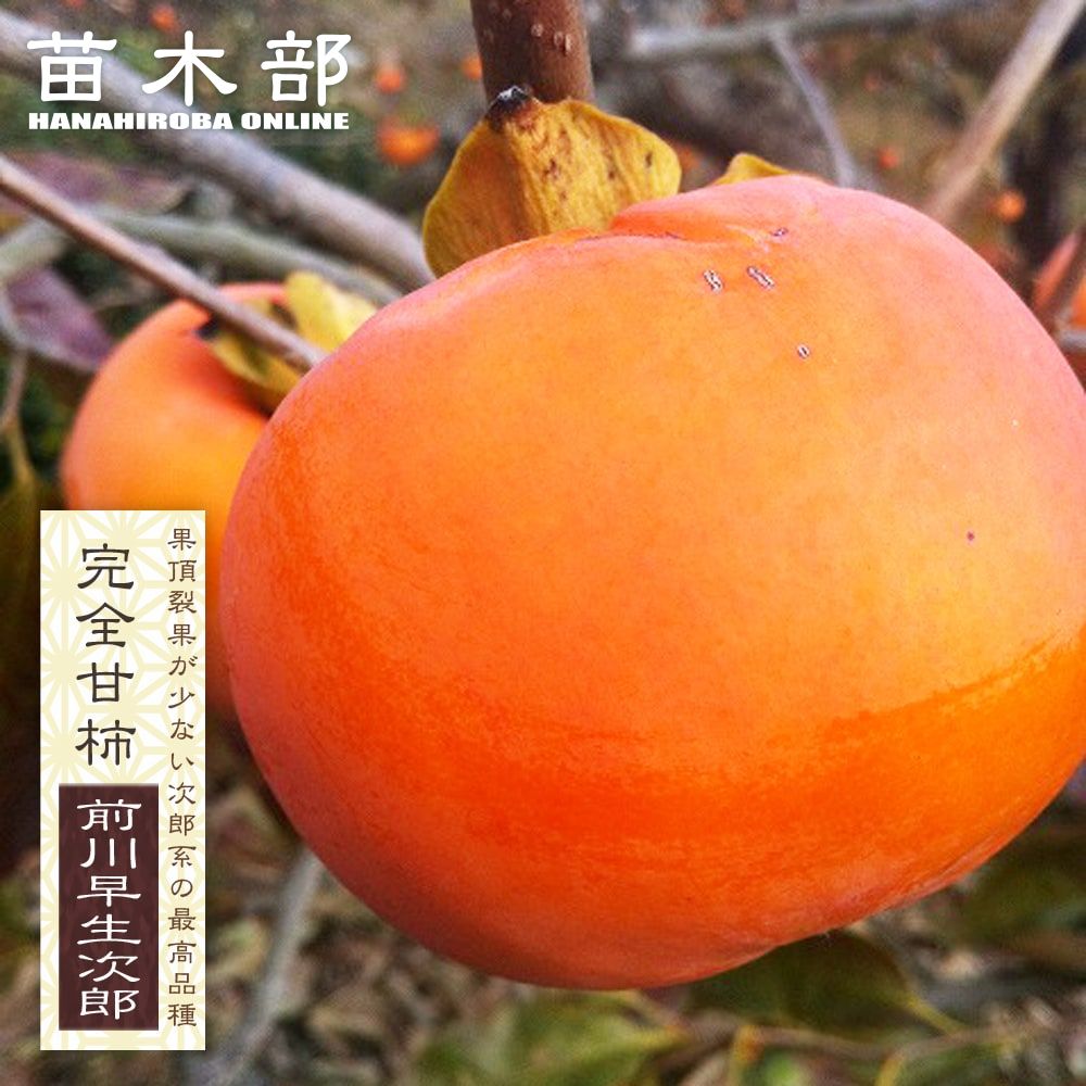 楽天市場】柿の苗木 【次郎柿】 完全甘柿 3年生接木大苗 1.1m苗 【産地