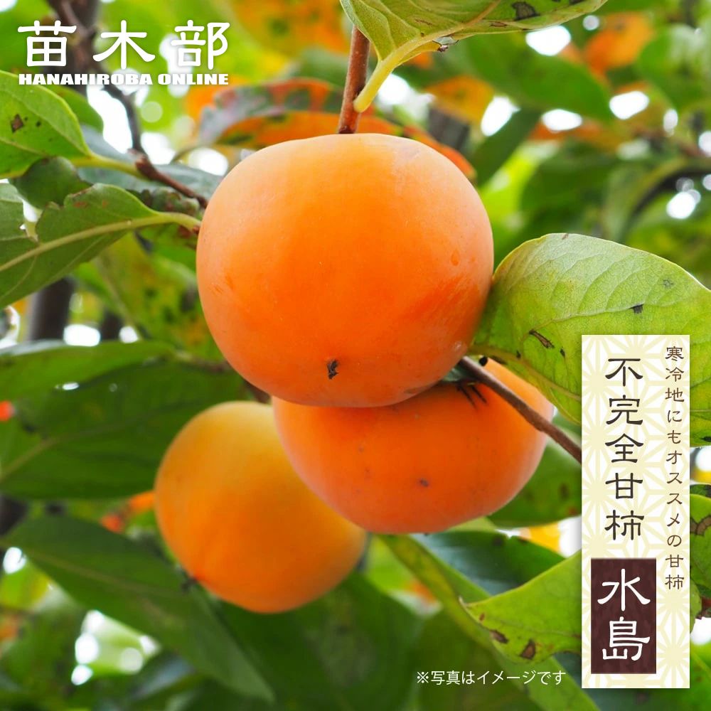 楽天市場】柿の苗木 【水島】 不完全甘柿 3年生接木大苗1.1m大苗