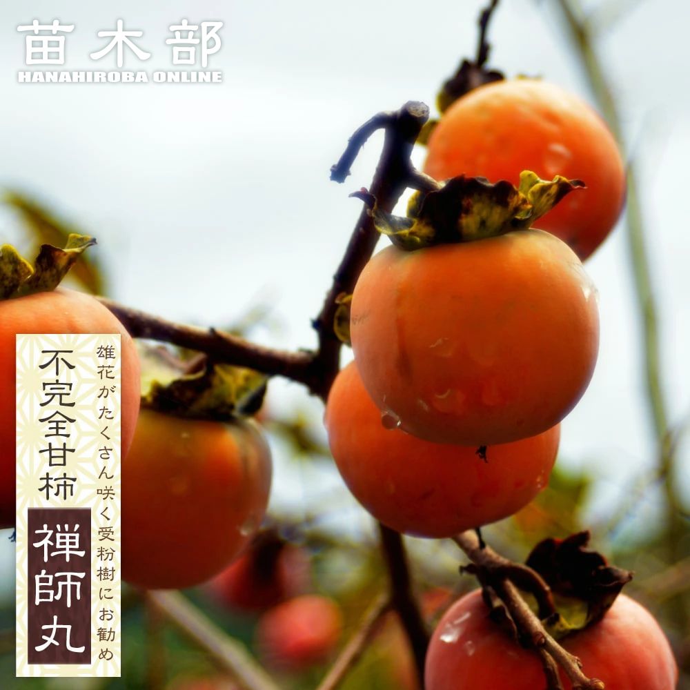 樹上完熟 実つき！ 次郎柿 4年生 楽天市場】柿の苗木 【次郎柿】 完全甘柿 3年生接木大苗 1.1m苗