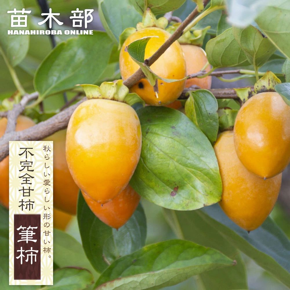 トクダ 紅レモン（ヒメレモン） A品4キロ、B品5キロ入り レモン 10kg」の人気商品一覧 | 安い商品を通販サイトから探す