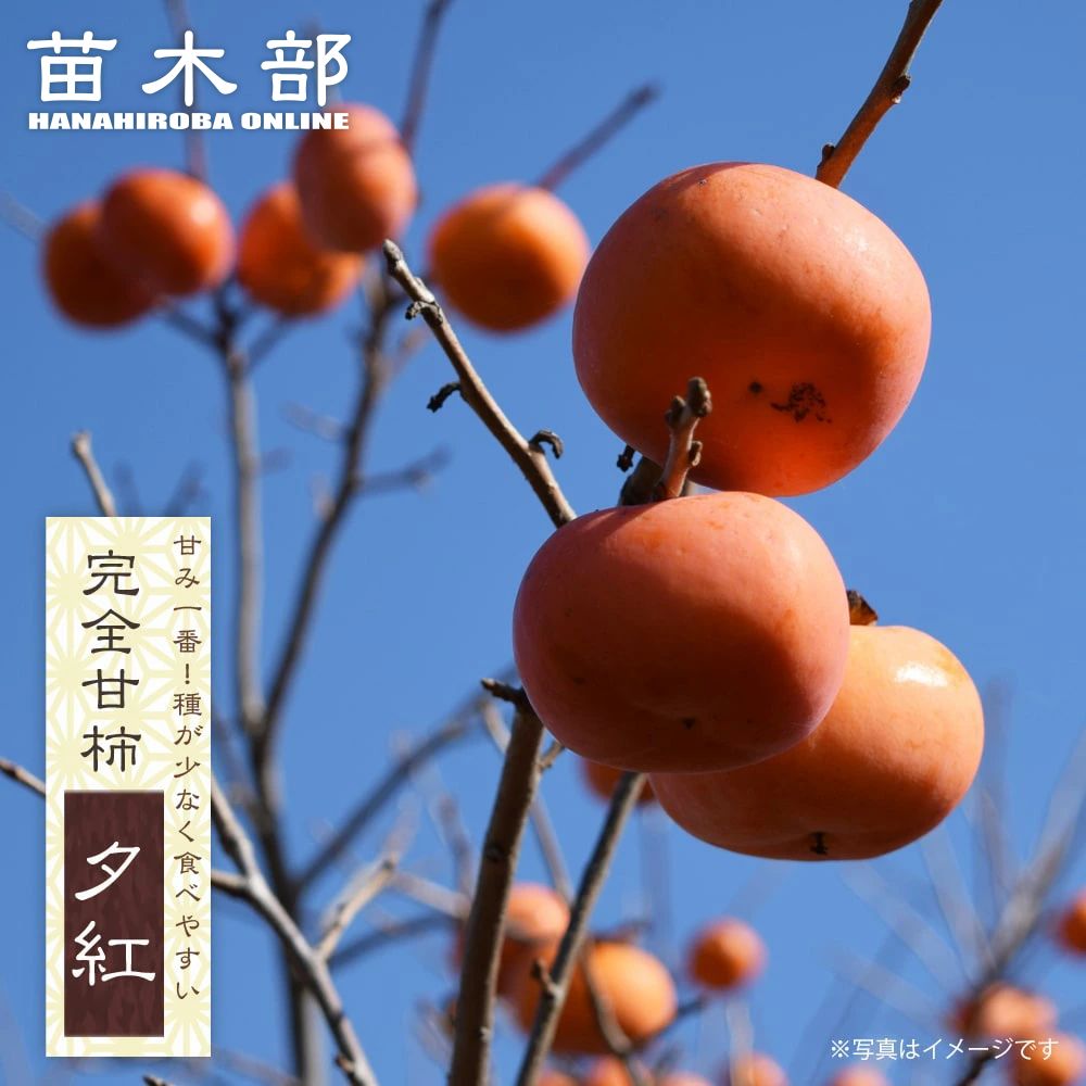 楽天市場】柿の苗木 【いさはや】 完全甘柿 1年生接木苗 : 苗木