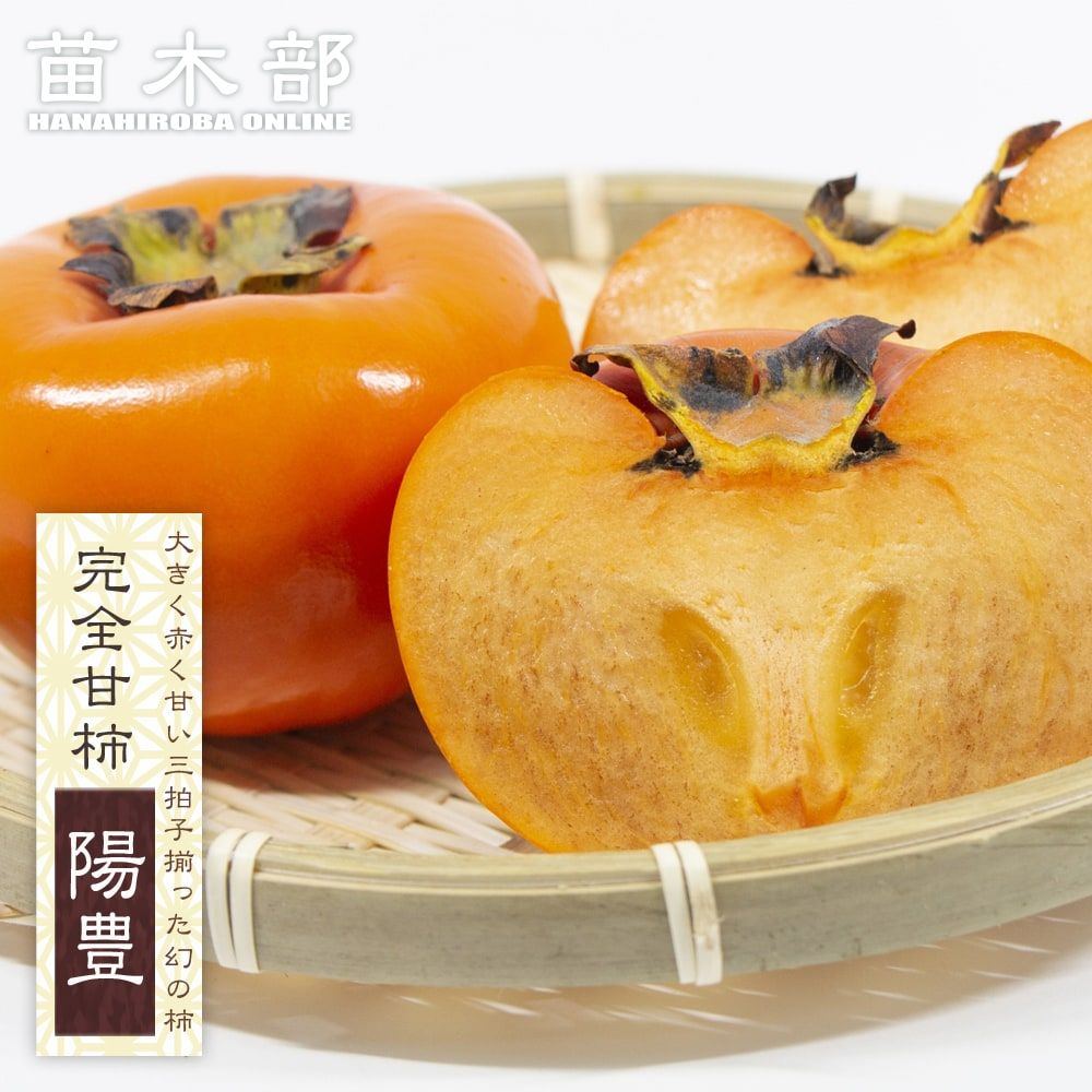 楽天市場】柿の苗木 【貴秋】 完全甘柿 1年生接木苗 登録品種・品種